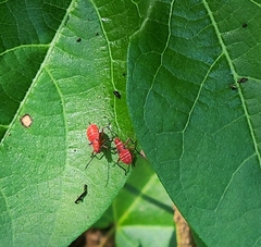 Dysdercus suturellus