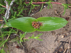 Daubenya zeyheri