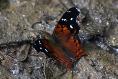 Hypanartia kefersteini