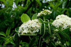 Sambucus peruviana