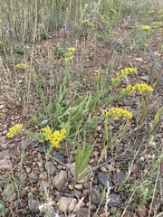 Solidago nana