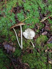 Hydropus semimarginellus