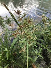 Cyperus flavescens