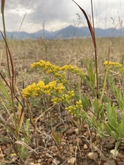 Solidago nana