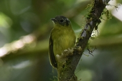 Pogonotriccus ophthalmicus