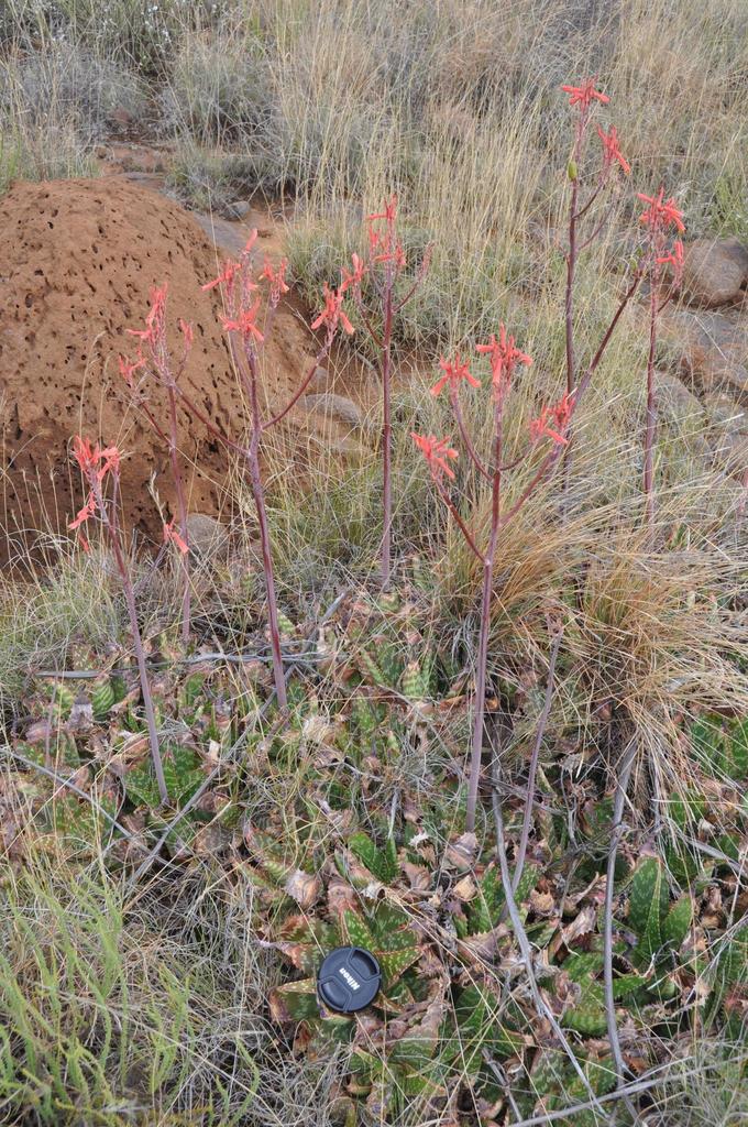Aloe grandidentata