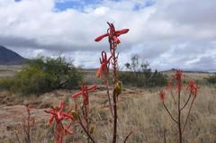 Aloe grandidentata