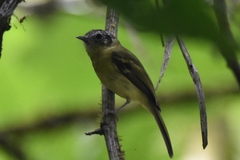 Pogonotriccus ophthalmicus