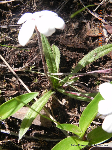 Hypoxis baurii, photograph 3