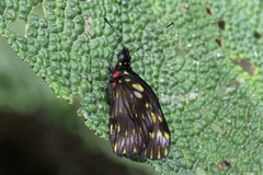 Catasticta ctemene