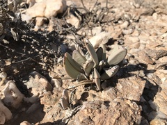 Hartmanthus pergamentaceus