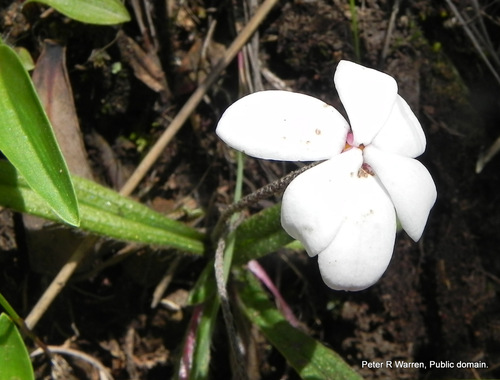 Hypoxis baurii, photograph 5