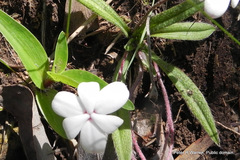 Hypoxis baurii, photograph Peter Warren, CC0, iNaturalist via GBIF