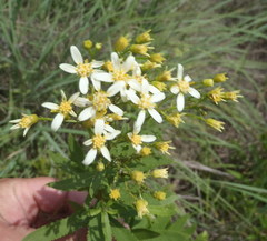 Senecio pentactinus