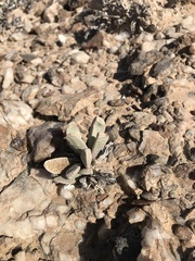 Hartmanthus pergamentaceus