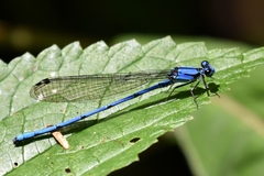 Argia medullaris