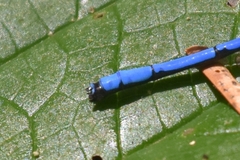 Argia medullaris