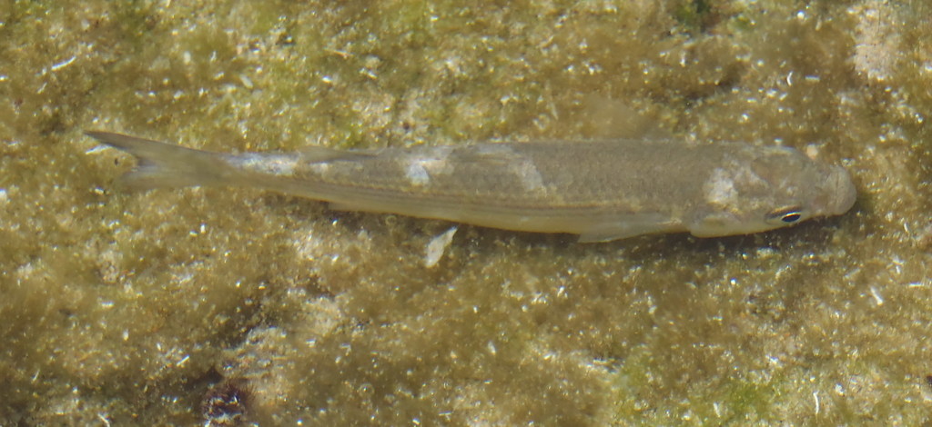 Ray-finned Fishes from Gerickes Point: Intertidal pools on February 25 ...