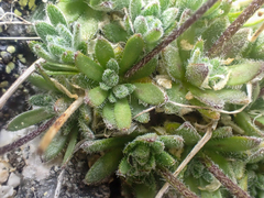 Draba lonchocarpa