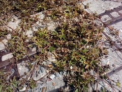 Potentilla reptans