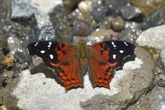 Hypanartia kefersteini