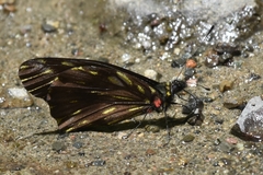 Catasticta ctemene