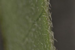 Euphorbia graminea