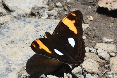 Adelpha justina