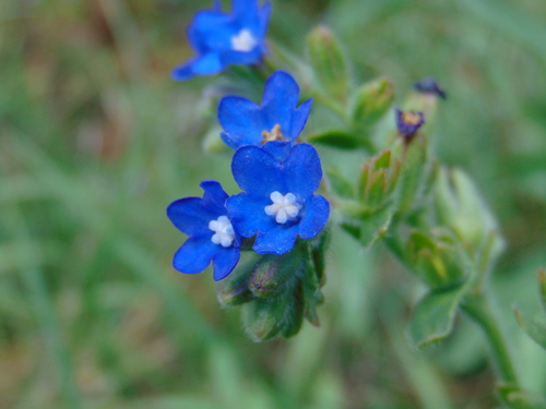 Common bugloss (Anchusa officinalis)