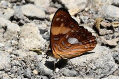 Adelpha justina