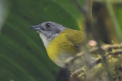 Chlorospingus canigularis