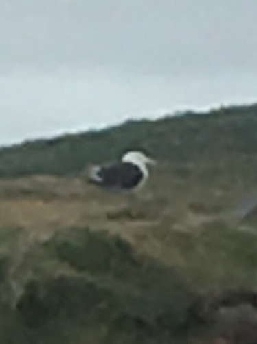 Carrickawart Island