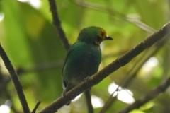 Chlorochrysa nitidissima