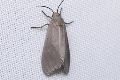 Pygarctia