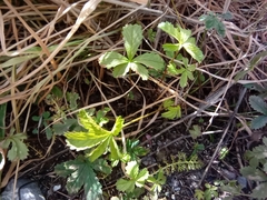 Potentilla reptans