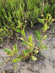 Cienfuegosia drummondii