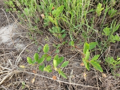 Cienfuegosia drummondii
