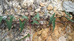 Ipomoea elongata