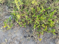 Cienfuegosia drummondii
