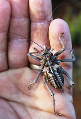 Acanthoproctus vittatus vittatus