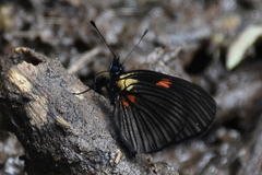 Castilia castilla