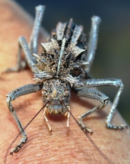 Acanthoproctus vittatus vittatus