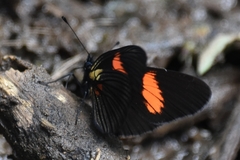 Castilia castilla