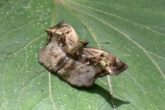 Quadrus lugubris