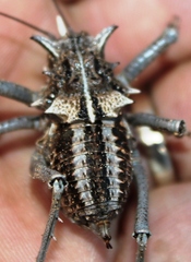 Acanthoproctus vittatus vittatus