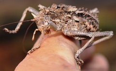 Acanthoproctus vittatus vittatus