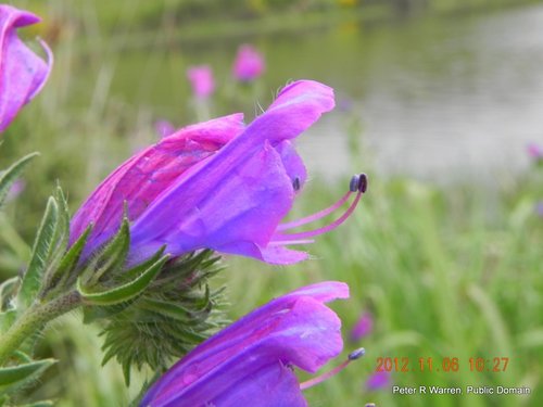 Purple viper's-bugloss