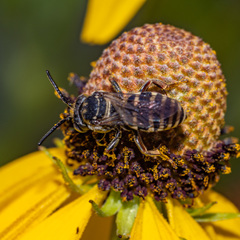 Triepeolus pectoralis
