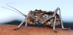 Acanthoproctus vittatus vittatus