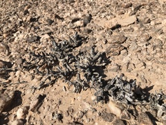 Juttadinteria albata